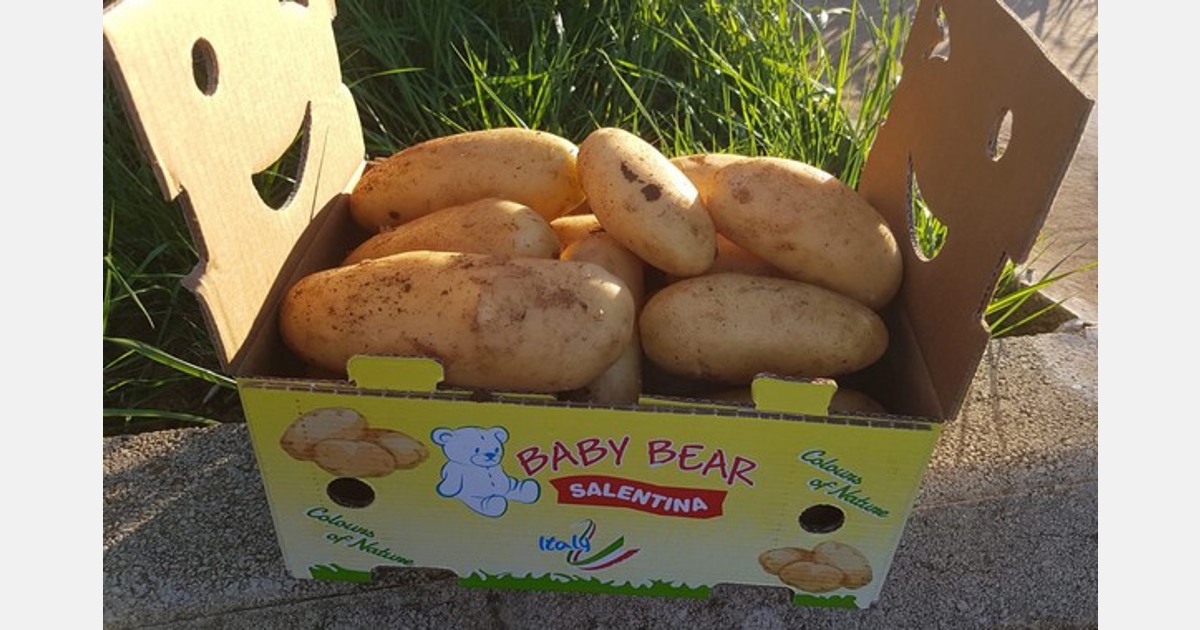 Le gelate notturne favoriscono l’esportazione di patate fresche dal sud Italia Le gelate notturne favoriscono l’esportazione di patate fresche dal sud Italia