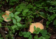 Er groeien meer dan 500 soorten wilde paddenstoelen in Finland waarvan de cantharel een van de bekendste is