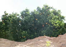 Volop sinaasappelen