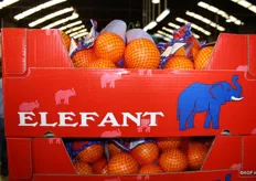 Sinds dit seizoen is Willem Dijk de exclusieve vertegenwoordiger van Elefant op de Nederlandse markt