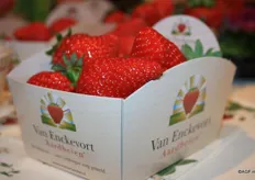 Van Enckevort Aardbeien presenteerde het nieuwe aardbeienras Capri: een sappige friszoete aardbei met een heerlijke bite.