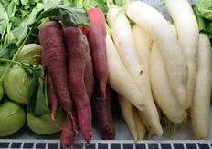 Rettich ook in de kleur paars