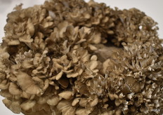 Paddenstoelen in alle soorten en maten.