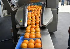 De Jollypack G5, een automatisch tray vul systeem voor ronde producten zoals sinaasappelen, appel, tomaat, kiwi.