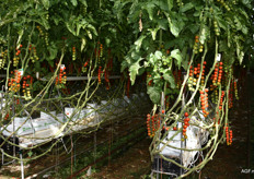 Bijna klaar voor de oogst