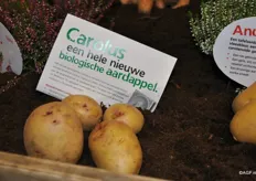 Tevens een heel nieuwe biologische aardappel: 'Carolus'