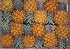 baby ananas Maurities