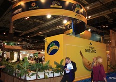 De Stand van de Canarische banaan (Platanos de Canaria)