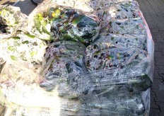 Deze dikke komkommers worden veel gegeten in Rusland, vaak in het zuur, als augurk