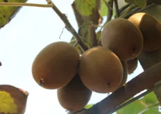 Dit seizoen verwacht men in ItaliÃ« zo'n 20.000 ton kiwi Gold te kunnen oogsten