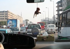 In het busje door de drukke straten van Cairo onderweg naar de internationale groente- en fruittentoonstelling Frugiveg (www.upehc.arc.sci.eg) en de internationale bloemententoonstelling Flora Egypt (www.floraegyptfair.com).