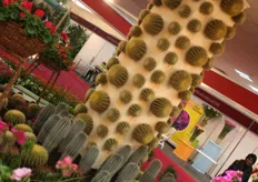 En natuurlijk cactussen.