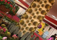 En natuurlijk cactussen.