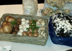 Mooi assortiment paddenstoelen en champignons van Veeke