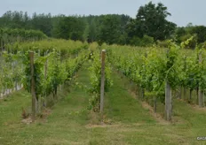 De wijngaarden grenzen aan het Wijndomein.