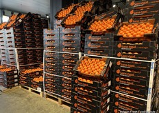 Weer wordt bevestigd dat het clementine-aanbod sterk vertegenwoordigd is in Lomme