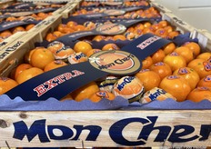 De lieveling onder de clementines...