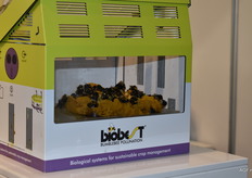 Altijd leuk om ze in levende lijve bezig te zien, die hommeltjes