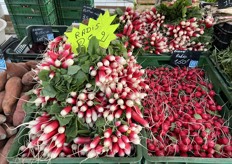 Radijzen worden op de voorgrond gebracht