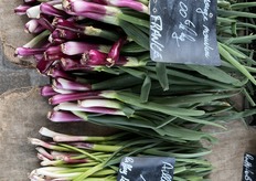 Diverse soorten stengelui