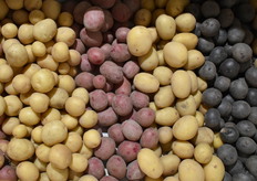 Plantera's assortiment verse kriel aardappelen. 