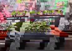 Decock Plants: kweekbedrijf van jonge zoete aardappelplanten voor telers over heel Europa. 