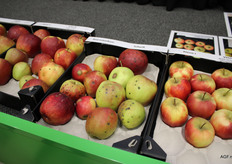 Voor de Landelijke Afstemming Hardfruit is er weer een uitgebreid scala aan aantastingen en misvormingen geselecteerd ter demonstratie