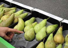 Voorbeeld van de ziekte stemphylium in peren, ook wel zwartvruchtrot genoemd