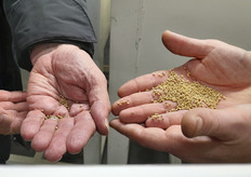 zaad wordt gesorteerd op kleur