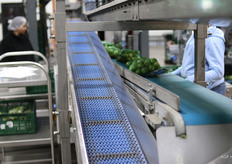 Grote spruiten in netjes voor de Duitse markt rollen over de lopende band