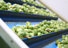 De spruiten worden volautomatisch uit de vrachtwagen geladen