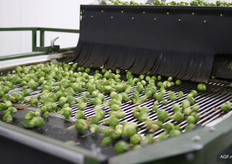 Spruiten gaan door de machines van Polderland Groenten