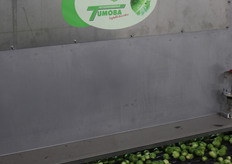 De optische sorteerder bepaalt welke spruiten de selectie halen en welke er worden afgevoerd als veevoer