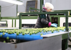 Een medewerker van Polderland Groenten voert de handmatige nacontrole uit