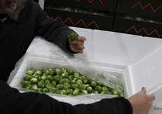 Verpakt in piepschuim gaan de spruiten het vliegtuig in voor transport naar verre oorden als Singapore, Dubai en Tokio