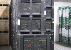 De opslagruimtes worden op een constante temperatuur van 2 graden Celsius gehouden