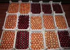 Hier zitten wat uurtjes in... 15 kistjes dingden mee naar de mooiste bewaarui van het seizoen