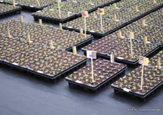 De hele warme kas staat vol met frambozenplanten. Van der Avoird is een van de weinige kwekerijen die zo gespecialiseerd is in de opkweek van frambozenplanten.
