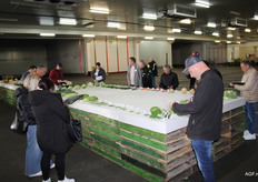 Ook de vollegrondsgroenten werden aan een keuring onderworpen