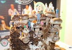 Een ware paddenstoelencreatie