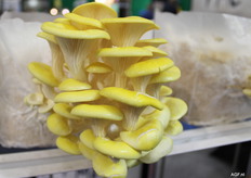 FME had een prachtige paddenstoelenpresenatiewand