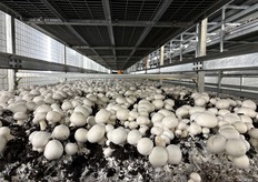 Bijna klaar om te oogsten...