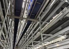 Het platform in het midden kan omhoog en omlaag en via daar kunnen de bedden verschoven worden. Op het platform staan drie mensen. Twee mensen staan in de gaten van de schijf te plukken en een andere persoon raapt ze van de schijf af. In de schijf zit een mesje die de onderkanten van de champignons afsnijdt. Het afval gaat via een buis onder de grond naar buiten, dus is er geen afval in de cel. Zo wordt er enorm efficient gewerkt.