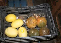 Meloenen en pompoenen