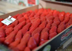 Aardbeien van Prince de Bretagne