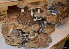 Prachtig natuurproduct.