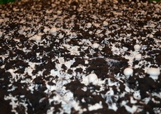 Het groeit er lekker op los. Blijkbaar ideale teeltomstandigheden op de beursvloer.