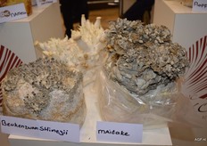 CNC levert substraten voor de teelt van champignons.