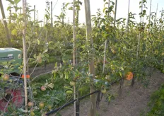 Demo Biologische Fruitteelt: Natyra appel