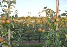 Demo Biologische Fruitteelt: Natyra appel.